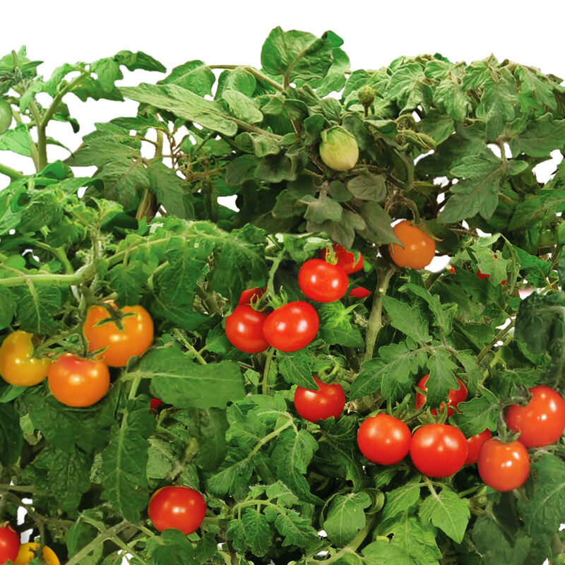 Red Heirloom Cherry Tomato Seed Pod Kit image number null